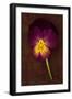 Close Up of Single Purple Mauve and Yellow Flower of Pansy or Viola Tricolor Lying-Den Reader-Framed Photographic Print