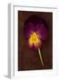 Close Up of Single Purple Mauve and Yellow Flower of Pansy or Viola Tricolor Lying-Den Reader-Framed Photographic Print