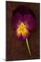 Close Up of Single Purple Mauve and Yellow Flower of Pansy or Viola Tricolor Lying-Den Reader-Mounted Photographic Print