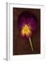 Close Up of Single Purple Mauve and Yellow Flower of Pansy or Viola Tricolor Lying-Den Reader-Framed Photographic Print