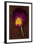 Close Up of Single Purple Mauve and Yellow Flower of Pansy or Viola Tricolor Lying-Den Reader-Framed Photographic Print