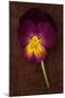 Close Up of Single Purple Mauve and Yellow Flower of Pansy or Viola Tricolor Lying-Den Reader-Mounted Photographic Print