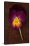 Close Up of Single Purple Mauve and Yellow Flower of Pansy or Viola Tricolor Lying-Den Reader-Stretched Canvas