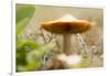 Close-up of single tiny mushroom, lichen in foregroung-Paivi Vikstrom-Framed Photographic Print
