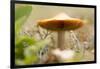 Close-up of single tiny mushroom, lichen in foregroung-Paivi Vikstrom-Framed Photographic Print