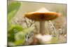 Close-up of single tiny mushroom, lichen in foregroung-Paivi Vikstrom-Mounted Photographic Print