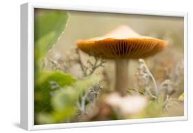 Close-up of single tiny mushroom, lichen in foregroung-Paivi Vikstrom-Framed Photographic Print