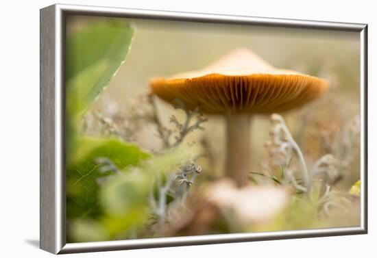 Close-up of single tiny mushroom, lichen in foregroung-Paivi Vikstrom-Framed Photographic Print