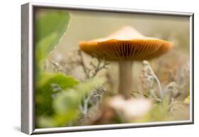 Close-up of single tiny mushroom, lichen in foregroung-Paivi Vikstrom-Framed Photographic Print