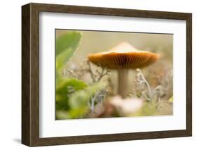 Close-up of single tiny mushroom, lichen in foregroung-Paivi Vikstrom-Framed Photographic Print