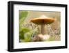 Close-up of single tiny mushroom, lichen in foregroung-Paivi Vikstrom-Framed Photographic Print