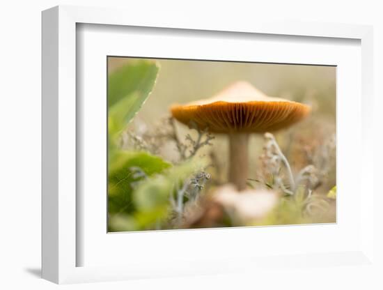 Close-up of single tiny mushroom, lichen in foregroung-Paivi Vikstrom-Framed Photographic Print