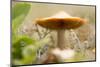 Close-up of single tiny mushroom, lichen in foregroung-Paivi Vikstrom-Mounted Photographic Print