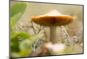 Close-up of single tiny mushroom, lichen in foregroung-Paivi Vikstrom-Mounted Photographic Print