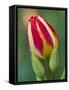 Close-Up of Single Tulip Flower with Buds, Ohio, USA-Nancy Rotenberg-Framed Stretched Canvas