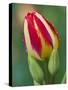 Close-Up of Single Tulip Flower with Buds, Ohio, USA-Nancy Rotenberg-Stretched Canvas