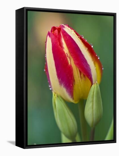 Close-Up of Single Tulip Flower with Buds, Ohio, USA-Nancy Rotenberg-Framed Stretched Canvas