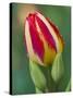 Close-Up of Single Tulip Flower with Buds, Ohio, USA-Nancy Rotenberg-Stretched Canvas