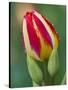 Close-Up of Single Tulip Flower with Buds, Ohio, USA-Nancy Rotenberg-Stretched Canvas