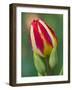 Close-Up of Single Tulip Flower with Buds, Ohio, USA-Nancy Rotenberg-Framed Photographic Print