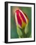 Close-Up of Single Tulip Flower with Buds, Ohio, USA-Nancy Rotenberg-Framed Photographic Print