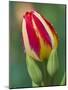 Close-Up of Single Tulip Flower with Buds, Ohio, USA-Nancy Rotenberg-Mounted Photographic Print