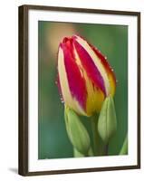 Close-Up of Single Tulip Flower with Buds, Ohio, USA-Nancy Rotenberg-Framed Photographic Print