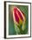 Close-Up of Single Tulip Flower with Buds, Ohio, USA-Nancy Rotenberg-Framed Photographic Print