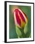 Close-Up of Single Tulip Flower with Buds, Ohio, USA-Nancy Rotenberg-Framed Photographic Print