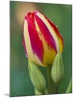 Close-Up of Single Tulip Flower with Buds, Ohio, USA-Nancy Rotenberg-Mounted Photographic Print