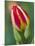 Close-Up of Single Tulip Flower with Buds, Ohio, USA-Nancy Rotenberg-Mounted Photographic Print