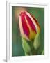 Close-Up of Single Tulip Flower with Buds, Ohio, USA-Nancy Rotenberg-Framed Photographic Print