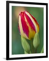 Close-Up of Single Tulip Flower with Buds, Ohio, USA-Nancy Rotenberg-Framed Photographic Print