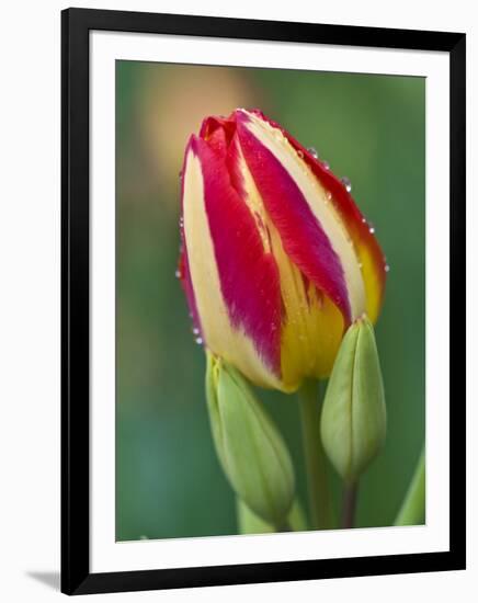 Close-Up of Single Tulip Flower with Buds, Ohio, USA-Nancy Rotenberg-Framed Photographic Print