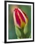 Close-Up of Single Tulip Flower with Buds, Ohio, USA-Nancy Rotenberg-Framed Photographic Print