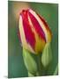 Close-Up of Single Tulip Flower with Buds, Ohio, USA-Nancy Rotenberg-Mounted Photographic Print