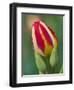 Close-Up of Single Tulip Flower with Buds, Ohio, USA-Nancy Rotenberg-Framed Photographic Print