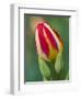 Close-Up of Single Tulip Flower with Buds, Ohio, USA-Nancy Rotenberg-Framed Photographic Print