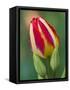 Close-Up of Single Tulip Flower with Buds, Ohio, USA-Nancy Rotenberg-Framed Stretched Canvas