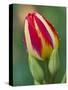 Close-Up of Single Tulip Flower with Buds, Ohio, USA-Nancy Rotenberg-Stretched Canvas
