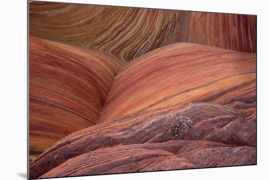 Close-up of sinuous eroded banded sandstone rocks, The Wave, Arizona-Bob Gibbons-Mounted Photographic Print