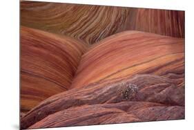 Close-up of sinuous eroded banded sandstone rocks, The Wave, Arizona-Bob Gibbons-Mounted Photographic Print