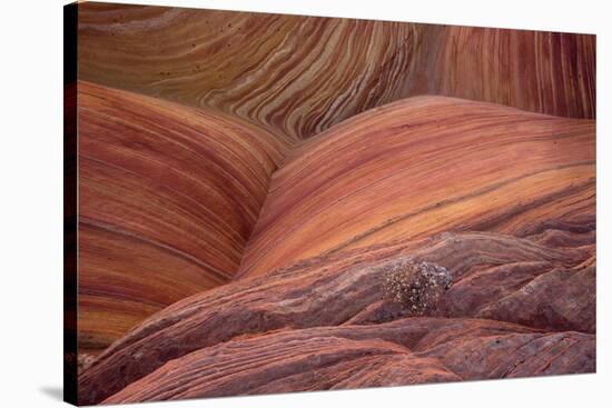 Close-up of sinuous eroded banded sandstone rocks, The Wave, Arizona-Bob Gibbons-Stretched Canvas