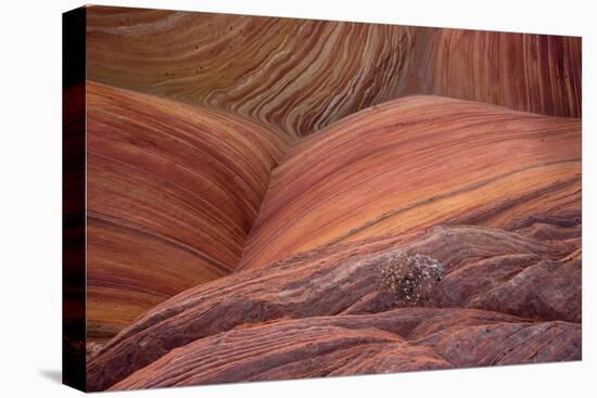 Close-up of sinuous eroded banded sandstone rocks, The Wave, Arizona-Bob Gibbons-Stretched Canvas