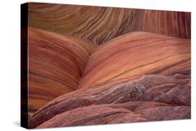Close-up of sinuous eroded banded sandstone rocks, The Wave, Arizona-Bob Gibbons-Stretched Canvas