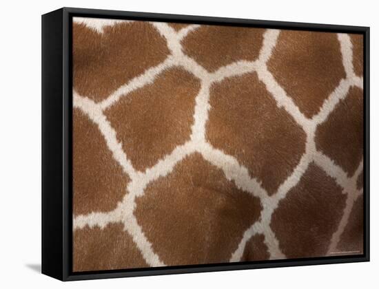 Close-Up of Skin of a Reticulated Giraffe (Giraffa Camelopardalis Reticulata), in Captivity, Africa-Ann & Steve Toon-Framed Stretched Canvas