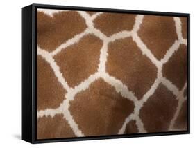 Close-Up of Skin of a Reticulated Giraffe (Giraffa Camelopardalis Reticulata), in Captivity, Africa-Ann & Steve Toon-Framed Stretched Canvas