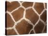 Close-Up of Skin of a Reticulated Giraffe (Giraffa Camelopardalis Reticulata), in Captivity, Africa-Ann & Steve Toon-Stretched Canvas