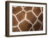 Close-Up of Skin of a Reticulated Giraffe (Giraffa Camelopardalis Reticulata), in Captivity, Africa-Ann & Steve Toon-Framed Photographic Print