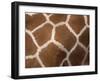 Close-Up of Skin of a Reticulated Giraffe (Giraffa Camelopardalis Reticulata), in Captivity, Africa-Ann & Steve Toon-Framed Photographic Print